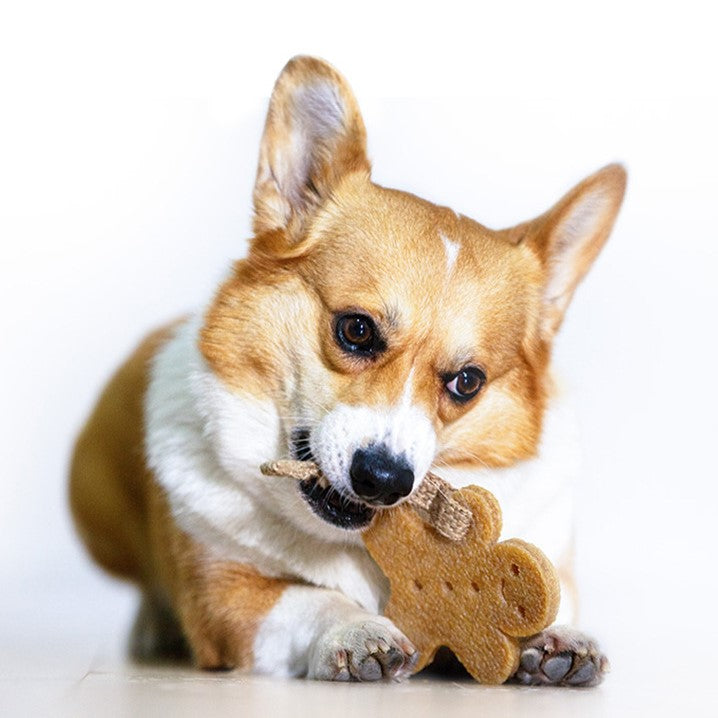 GiGwi 貴為 狗狗潔牙膠片玩具