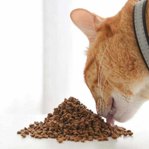 ParkCat貓樂園 無敵貓糧 鮮雞蜂王乳 1kg / 2kg / 6kg