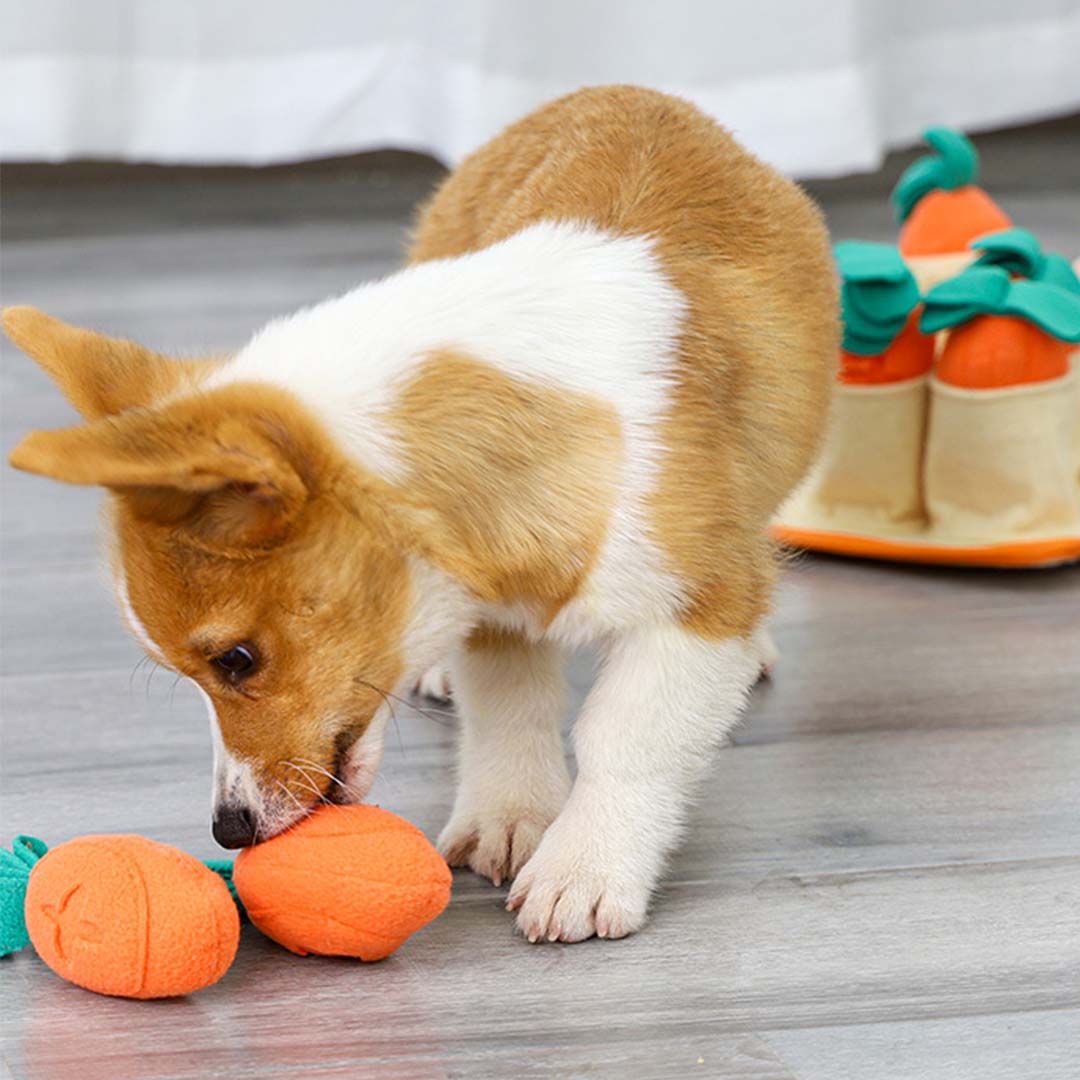 DogLemi多樂米 嗅聞益智訓練藏食玩具 拔蘿蔔