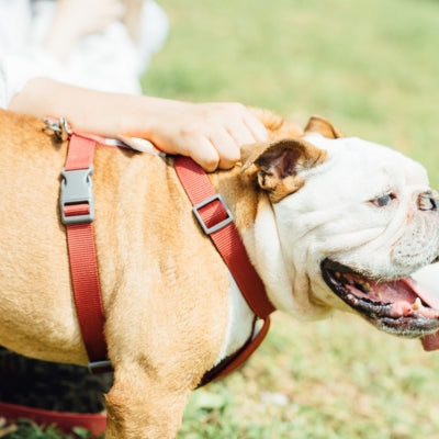 tails&me 尾巴與我 經典尼龍帶胸背帶 Two-Tone雙色系列 寵物胸背帶