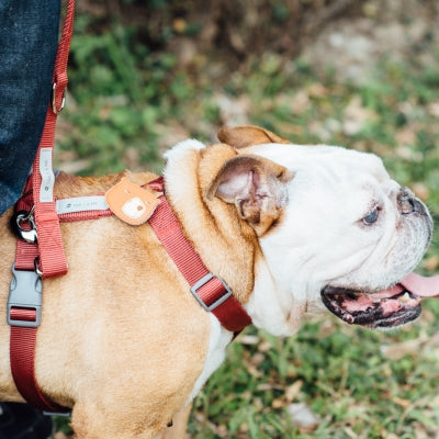 tails&me 尾巴與我 經典尼龍帶胸背帶 Two-Tone雙色系列 寵物胸背帶