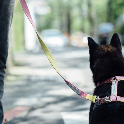tails&me 尾巴與我 經典尼龍帶牽繩 Two-Tone 雙色系列 寵物牽繩