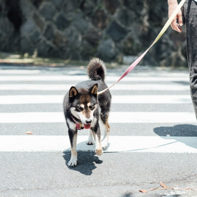 tails&me 尾巴與我 經典尼龍帶牽繩 Two-Tone 雙色系列 寵物牽繩