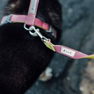 tails&me 尾巴與我 經典尼龍帶牽繩 Two-Tone 雙色系列 寵物牽繩