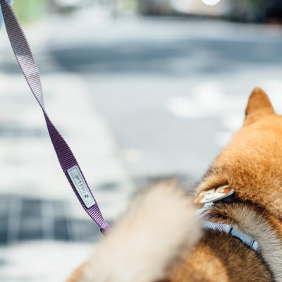 tails&me 尾巴與我 經典尼龍帶牽繩 Two-Tone 雙色系列 寵物牽繩