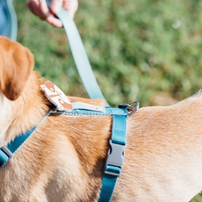 tails&me 尾巴與我 經典尼龍帶胸背帶 Two-Tone雙色系列 寵物胸背帶