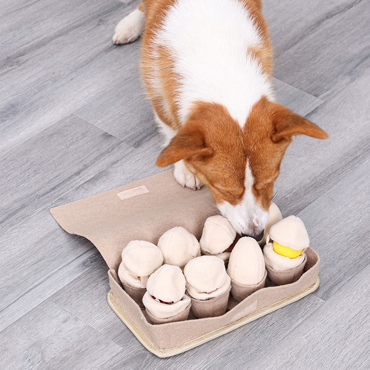 DogLemi多樂米 雞蛋盒嗅聞玩具 藏食玩具