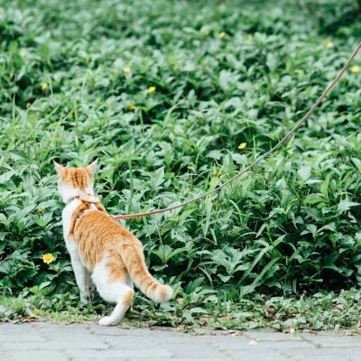 tails&me 尾巴與我 經典尼龍帶牽繩 For Cat 貓系列 寵物牽繩