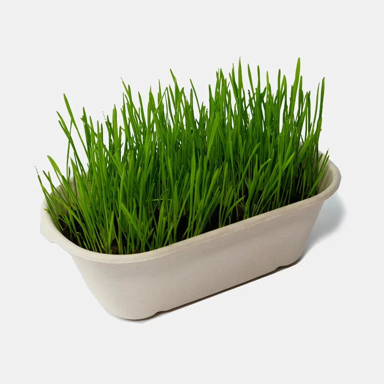 Catwant貓咪旺農場 小麥草DIY種植組