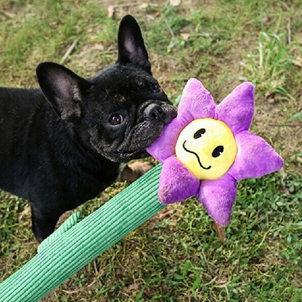 Q-MONSTER 互動拉扯玩具 花花棒系列