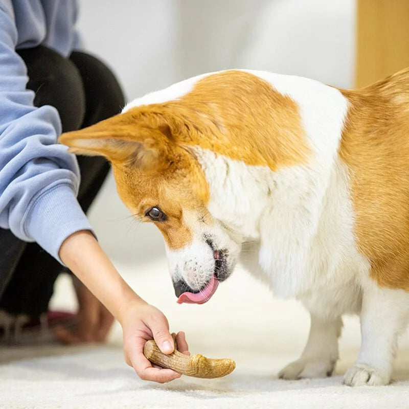 GiGwi 貴為 木塑松木鹿角 磨牙玩具 XS/S/M