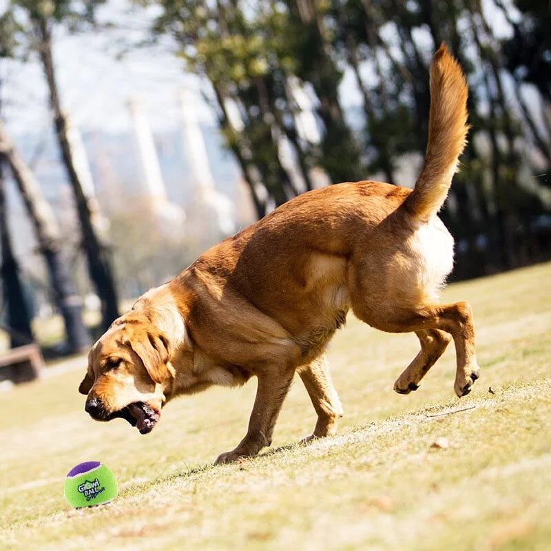 GiGwi 貴為 G-Ball系列 耐咬磨牙訓練發聲網球 M號 3入