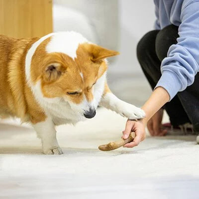 GiGwi 貴為 木塑松木鹿角 磨牙玩具 XS/S/M