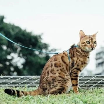 tails&me 尾巴與我 經典尼龍帶牽繩 For Cat 貓系列 寵物牽繩