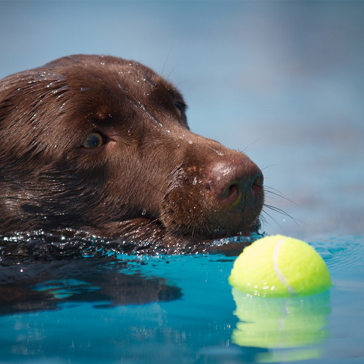 Q-MONSTER Q-BALLS 四色/花色發聲網球 單入