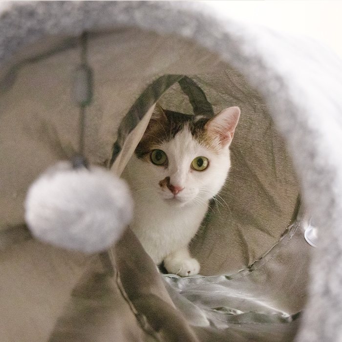 DogCatStar汪喵星球 S型靜音貓隧道 可折疊