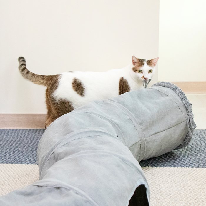 DogCatStar汪喵星球 S型靜音貓隧道 可折疊