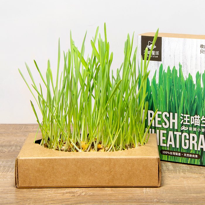 DogCatStar汪喵星球 汪喵生菜 貓草新鮮栽培盒 狗草新鮮栽培盒 小麥草