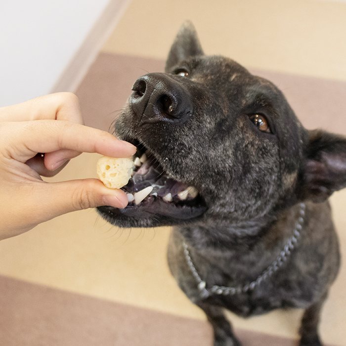 DogCatStar汪喵星球 天然起司球 40g / 90g