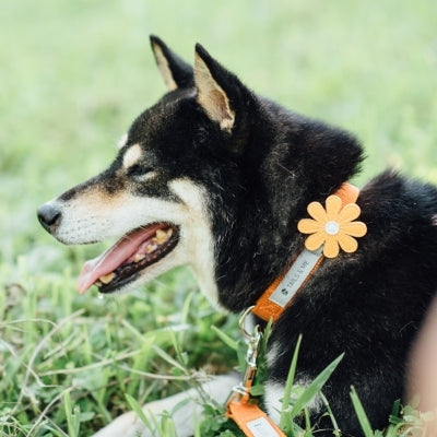 tails&me 尾巴與我 經典尼龍帶項圈 Two-Tone雙色系列 寵物項圈