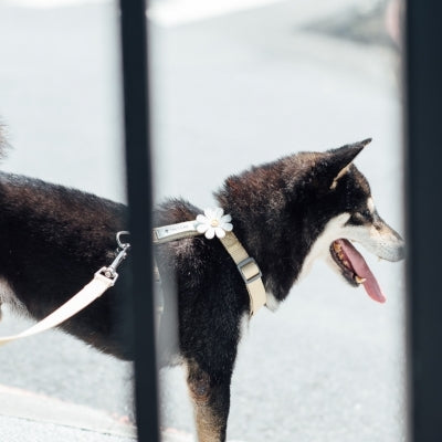 tails&me 尾巴與我 經典尼龍帶項圈 Two-Tone雙色系列 寵物項圈