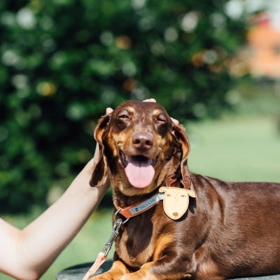 tails&me 尾巴與我 經典尼龍帶項圈 Two-Tone雙色系列 寵物項圈