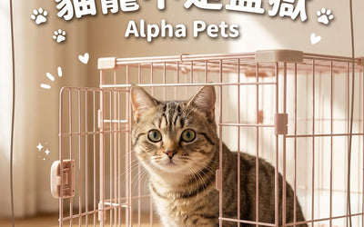 貓籠不是監獄：什麼時候該用貓籠，怎麼用才不委屈貓