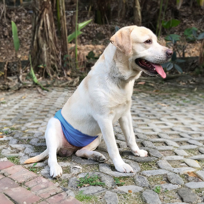 DogLemi 多樂米 寵物禮貌帶 公狗專用 寵物尿褲 可水洗