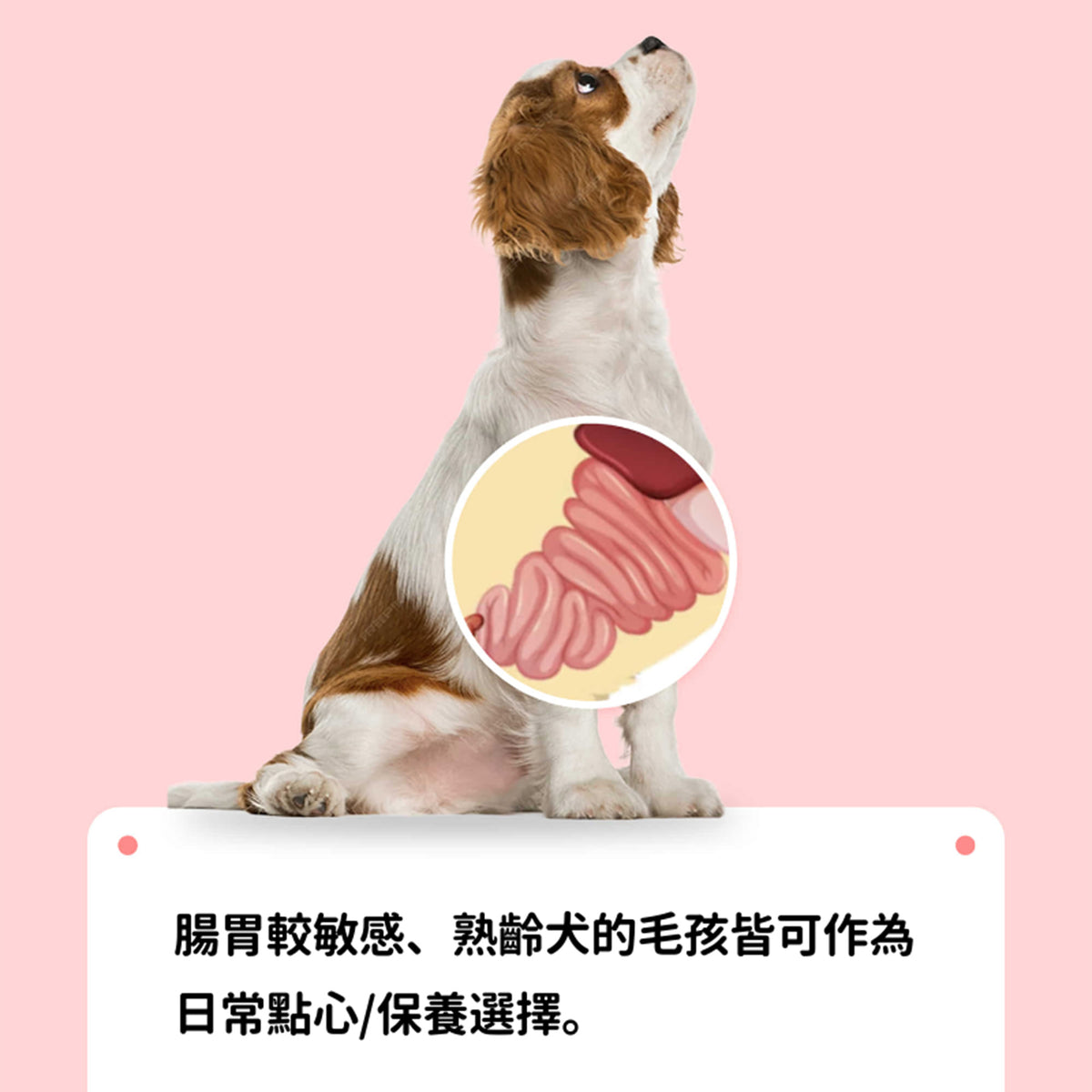 KIDOG 潔牙夾心軟點心 16g／支｜經典牛奶・草莓牛奶