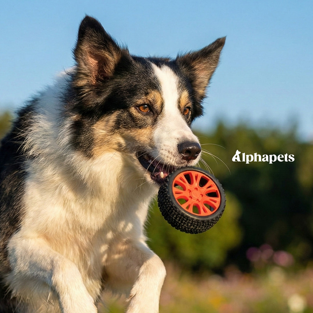 PETOPIA 咬不壞的玩具 磨牙玩具 小輪胎