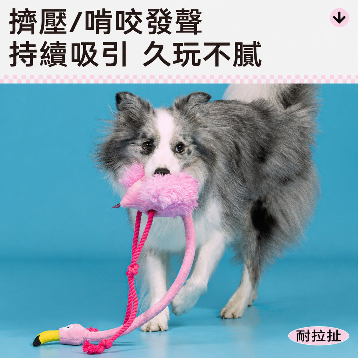 QMONSTER 烈火鳥系列 按壓發聲棉繩拔河毛絨狗玩具 磨牙解悶互動益智玩具