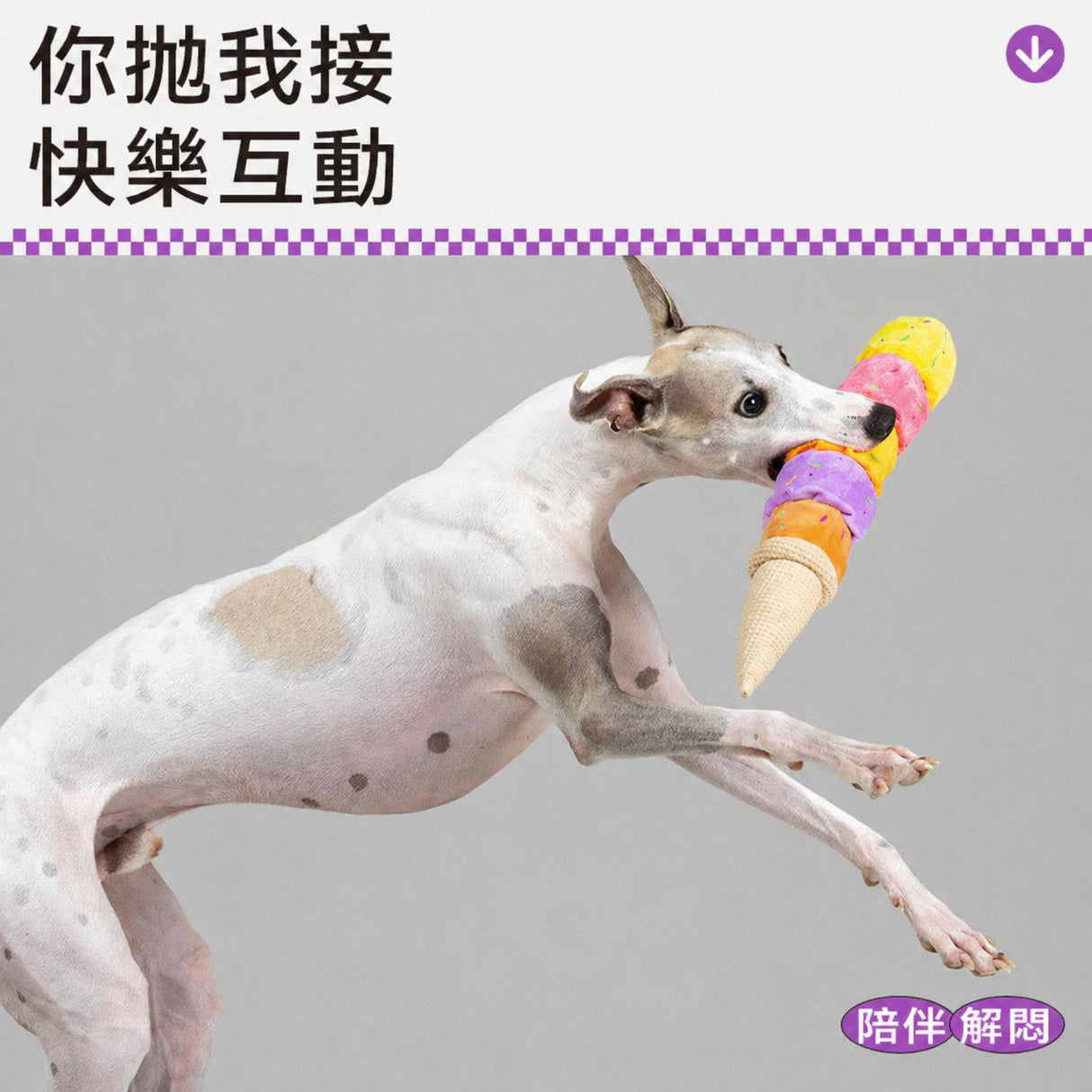 QMONSTER 五彩冰淇淋系列 發聲拔河毛絨狗狗啃咬磨牙益智玩具