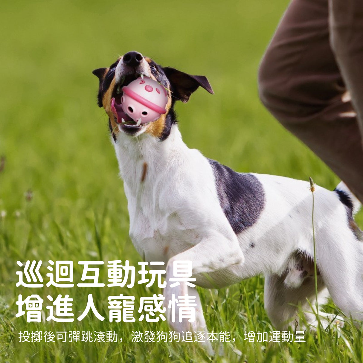 AIWO艾窩 豆豆豬漏食球 藏食玩具