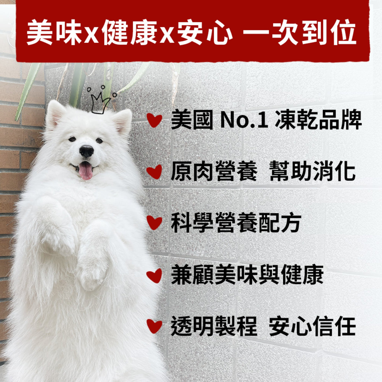 SC星益生趣 Stella & Chewy's 凍乾塗層無穀犬糧3.5磅｜生鮮白魚