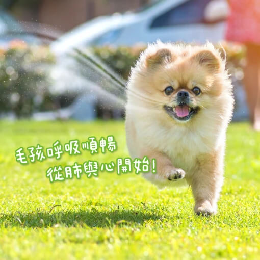 DogCatStar 汪喵星球 呼吸道保健 2g (1條)