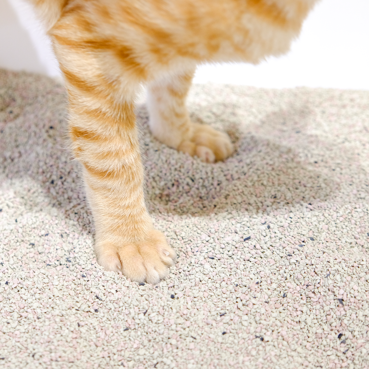 賓士牌貓砂 高CP值 強效除臭鈉基礦砂 貓砂 4.54kg / 10磅