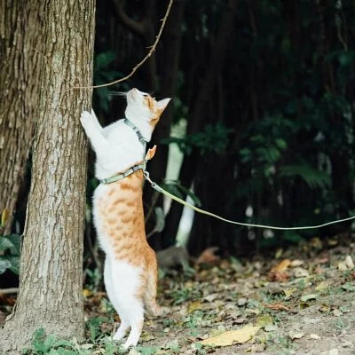 tails&me 尾巴與我 經典尼龍帶牽繩 For Cat 貓系列 寵物牽繩